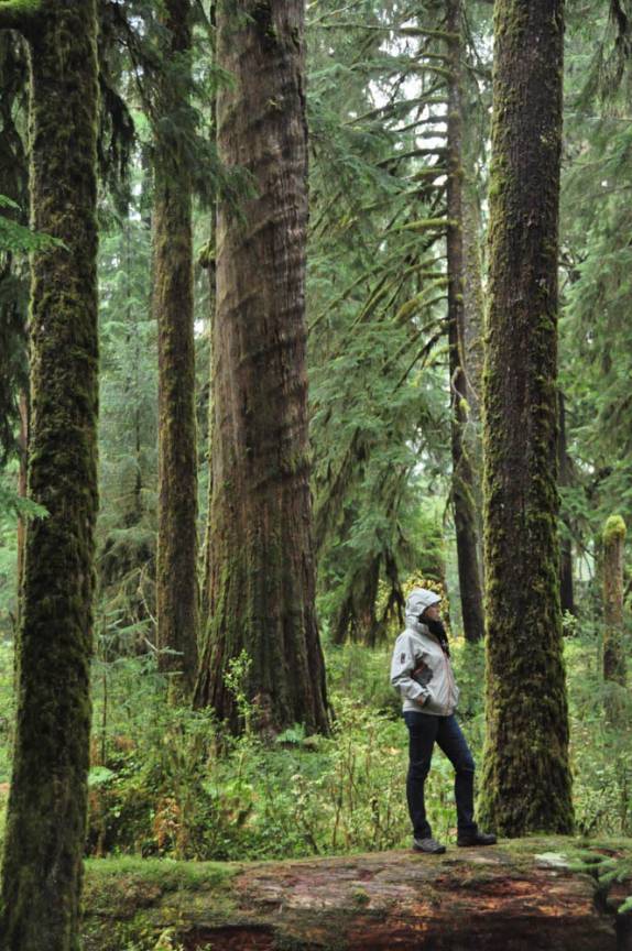 A magnífica Hoh Forest, no Olympic National Park, no estado de Washington, oeste dos Estados Unidos